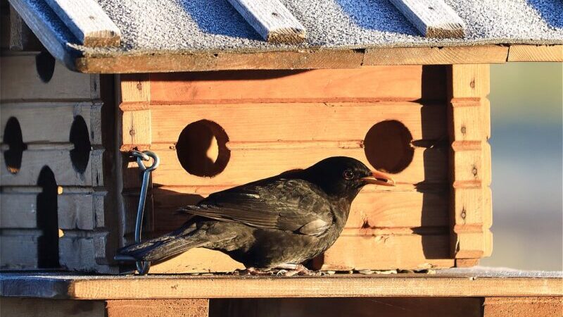 RDLP: „Najmłodsi dla najmniejszych”. Kolejna edycja akcji nowogardzkich leśników