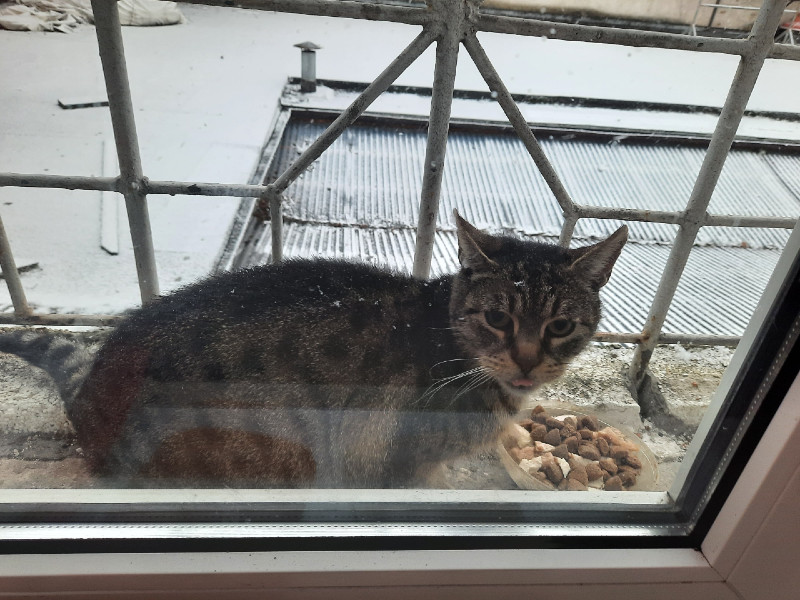 Szczecin: Pomóż kotom wolno żyjącym. Zostań Szczecińskim Społecznym Opiekunem kotów