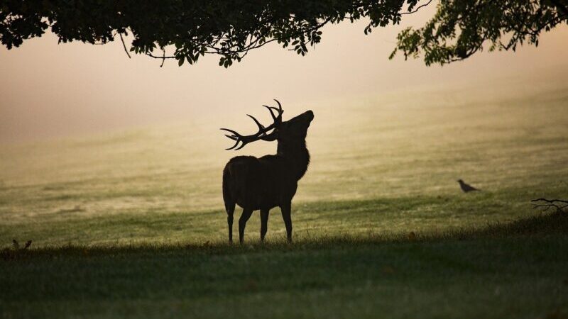 Koniec z nieetycznym zbieraniem poroży. Akcja „Wieniec”