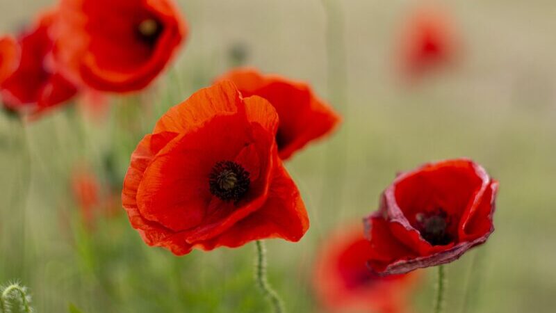 Błędy na cmentarnych tablicach. Sprawą zainteresowała się rosyjska ambasada