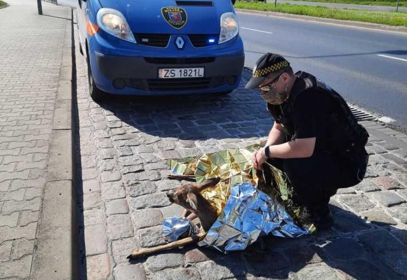 Strażnicy Miejscy ratowali ranną sarenkę