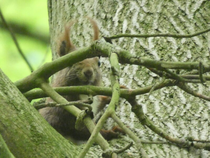 Powszechny konformizm – zły czy dobry?