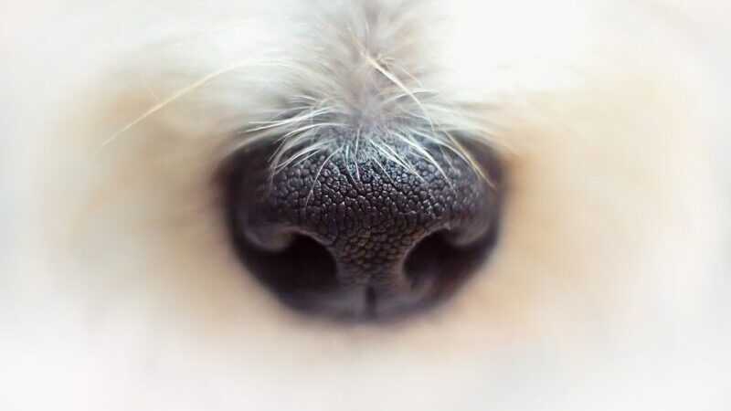 Krajnik Dolny: Bestia w ludzkiej skórze powiesiła psa na ogrodzeniu