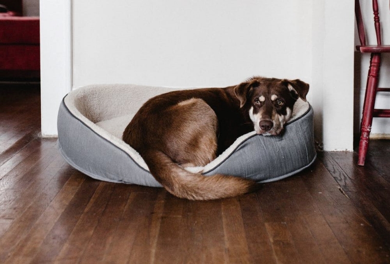 Stargard: MOPS poszukuje wyprowadzaczy psów