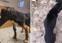 Pies w fatalnym stanie trafił pod opiekę fundacji Animals Przystań Świnoujście