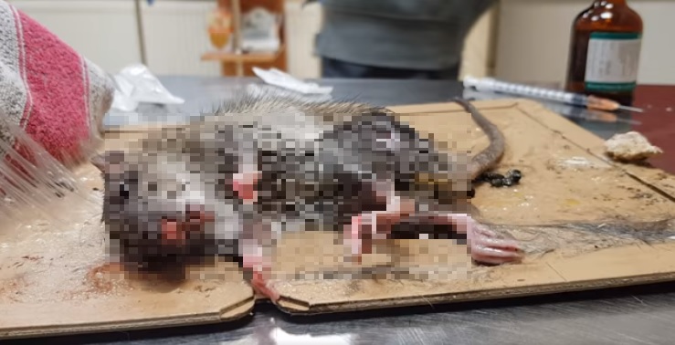 Brutalna deratyzacja w restauracji