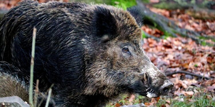 Będzie wielki odstrzał dzików w regionie!