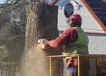 Szczecin: Uschnięte drzewo przy przystanku wycięte