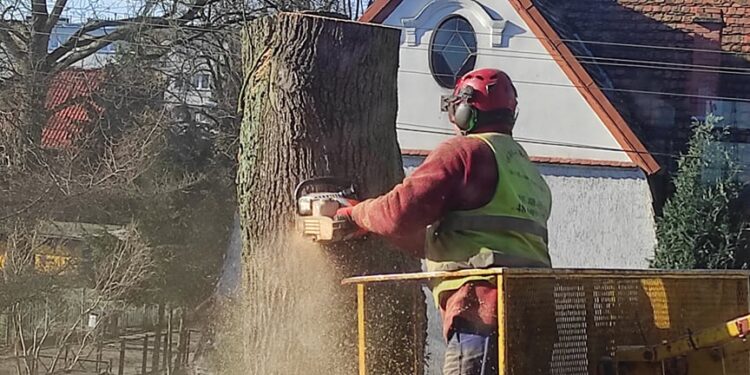 Szczecin: Uschnięte drzewo przy przystanku wycięte