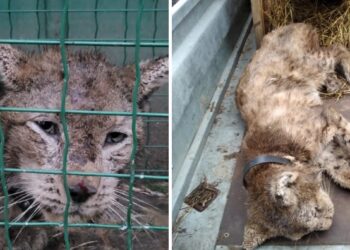 Zachodniopomorskie: Był w opłakanym stanie. Niezwykła historia rysia Rudego!