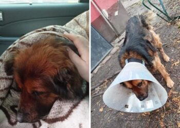 Ranny pies kilka dni leżał pod śmietnikiem