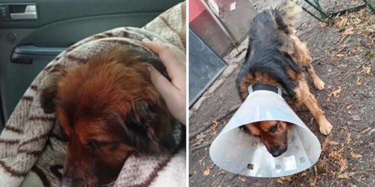 Ranny pies kilka dni leżał pod śmietnikiem