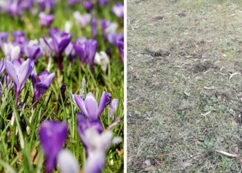 Kamień Pomorski: Skradziono setki krokusów zasadzonych przez dzieci