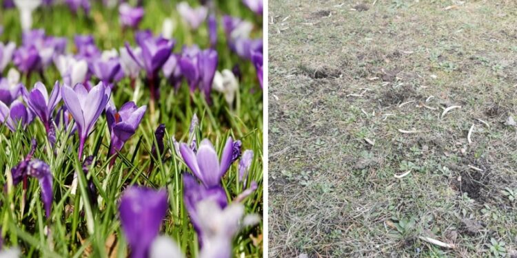 Kamień Pomorski: Skradziono setki krokusów zasadzonych przez dzieci