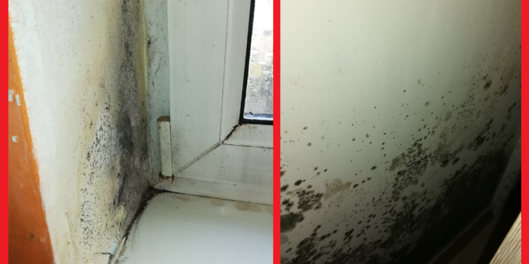 Wilgoć, pleśń i grzyb, czyli szczecińskie "mieszkanie za remont"