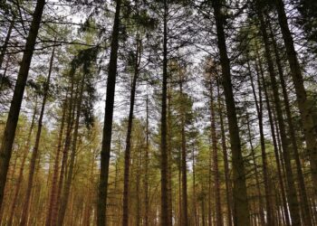 Przelej krew za lepsze jutro ziemi