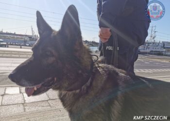 Szczecin: Dwie nastolatki zaginęły bez śladu. Odnalazł je „Karzeł”