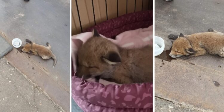 Mały lisek porzucony przez matkę. W pomoc zaangażowało się wiele osób