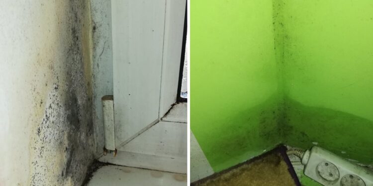 Grzyb i pleśń w "Mieszkaniach za remont"