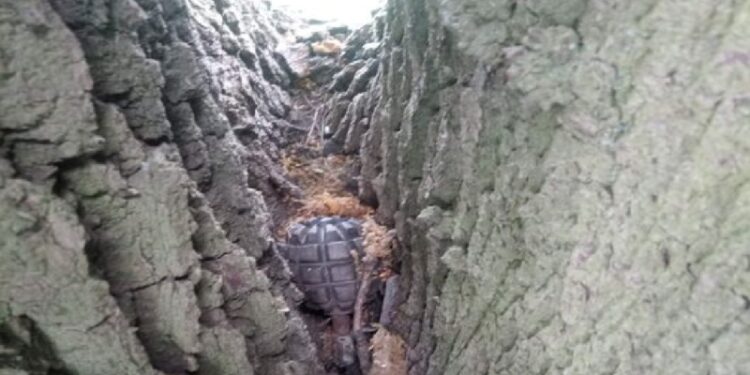 Granat na drzewie! Niezwykłe znalezisko dwóch 14-latków