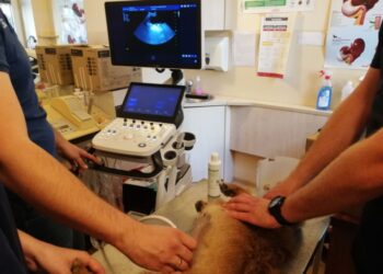 Szczecin: Pomoc dla bezdomnych zwierzaków. Do TOZ-u trafił specjalistyczny aparat USG