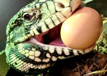 Ekscytująca historia zagubionej jaszczurki oraz rodzina pełna pasji