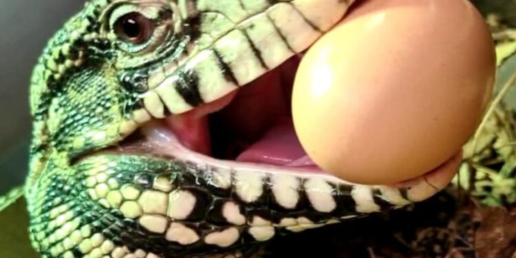 Ekscytująca historia zagubionej jaszczurki oraz rodzina pełna pasji