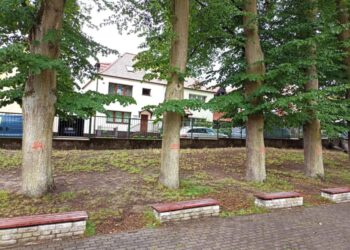 Krzystek znów wytnie zdrowe drzewa? Mieszkańcy Pogodna zaniepokojeni