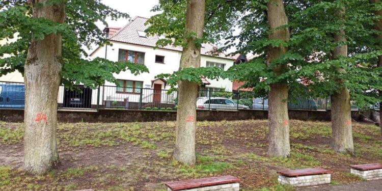 Krzystek znów wytnie zdrowe drzewa? Mieszkańcy Pogodna zaniepokojeni