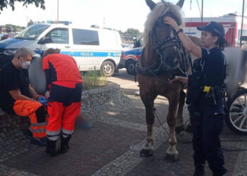 Spłoszony koń gnał ulicami Świnoujścia, sytuacje opanował patrol policji