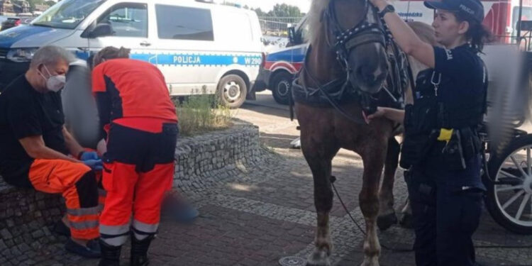 Spłoszony koń gnał ulicami Świnoujścia, sytuacje opanował patrol policji