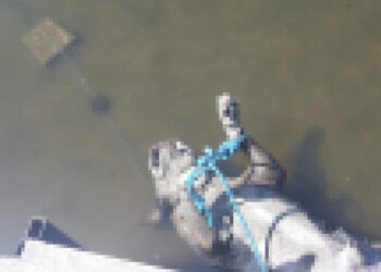 Amstaff utopiony w Odrze z przywiązanym kamieniem do szyi