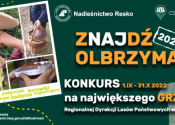 Lasy Państwowe ogłaszają konkurs na największego grzyba