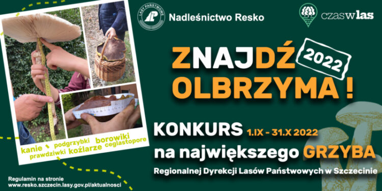 Lasy Państwowe ogłaszają konkurs na największego grzyba