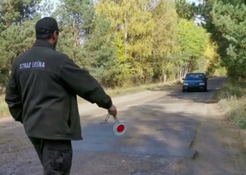 Straż leśna rozpoczęła akcję pod kryptonimem „Jesień 22”. Strażnicy sprawdzą między innymi, czy nie dochodzi do kradzieży drewna