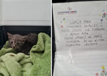 Szczecin: Kot uwięziony pod maską auta. Został uratowany dzięki ludzkiej czujności