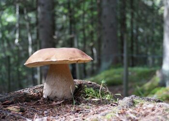 Wielkie grzybobranie z Lasami Państwowymi w Nadleśnictwie Kliniska