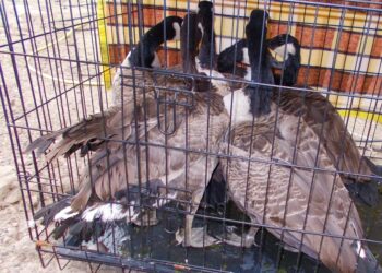 Dobrzany: Zlikwidowano nielegalną hodowlę ptaków [ZDJĘCIA]