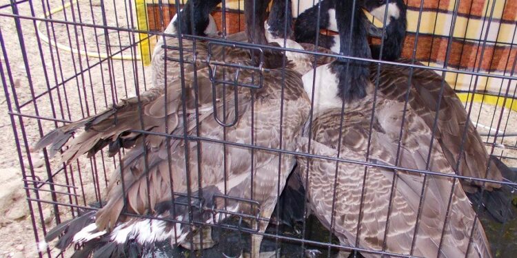 Dobrzany: Zlikwidowano nielegalną hodowlę ptaków [ZDJĘCIA]