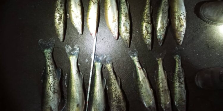 Sąd surowo ukarał wędkarza, który łowił niezgodnie ze sztuką