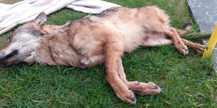 Bosman uratował wilka, który ledwo pływał w kanale portowym