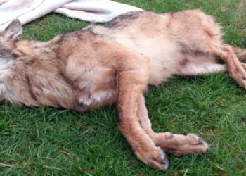 Bosman uratował wilka, który ledwo pływał w kanale portowym