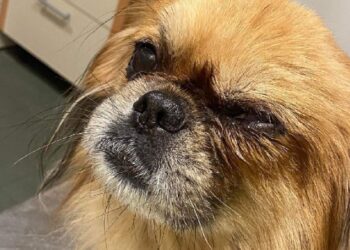 Szczecin: 12-latek znęcał się nad psem babci. Wypalił mu oko… domestosem