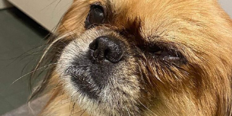 Szczecin: 12-latek znęcał się nad psem babci. Wypalił mu oko… domestosem