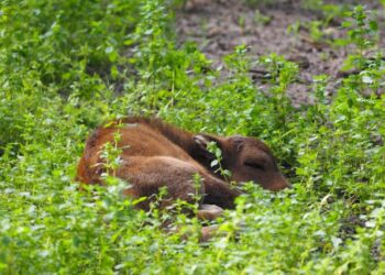Woliński Park Narodowy ogłasza konkurs na imię dla małego żubra