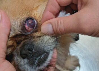 12-latek wlewał domestos pekińczykowi do oczu. Internauci pomogli