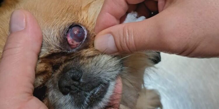 12-latek wlewał domestos pekińczykowi do oczu. Internauci pomogli