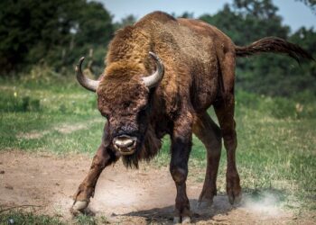 Myśliwy przypadkowo zastrzelił żubra