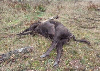 Zachodniopomorskie: Kolejny postrzelony żubr!