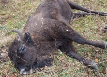 Zachodniopomorskie: Obcokrajowiec postrzelił żubra. Nowe fakty